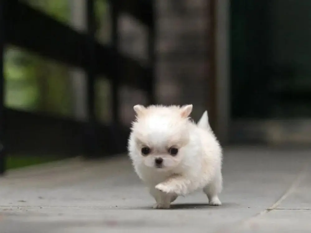 Teacup puppies for sale Teacup puppies for sale near me teacup puppy for sale Teacup puppies near me Affordable Puppies For Sale Puppies For Sale puppies for sale nearby puppies for sale cheap