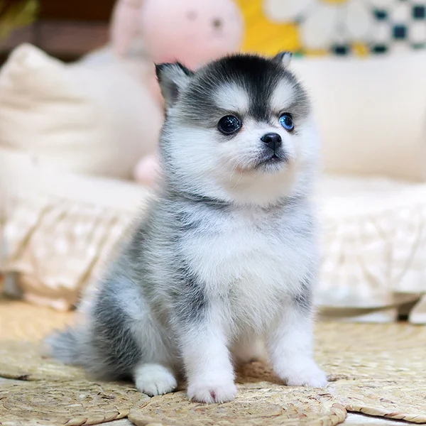 Teacup puppies for sale Teacup puppies for sale near me teacup puppy for sale Teacup puppies near me Affordable Puppies For Sale Puppies For Sale puppies for sale nearby puppies for sale cheap