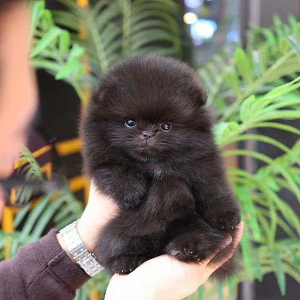 Teacup puppies for sale Teacup puppies for sale near me teacup puppy for sale Teacup puppies near me Affordable Puppies For Sale Puppies For Sale puppies for sale nearby puppies for sale cheap