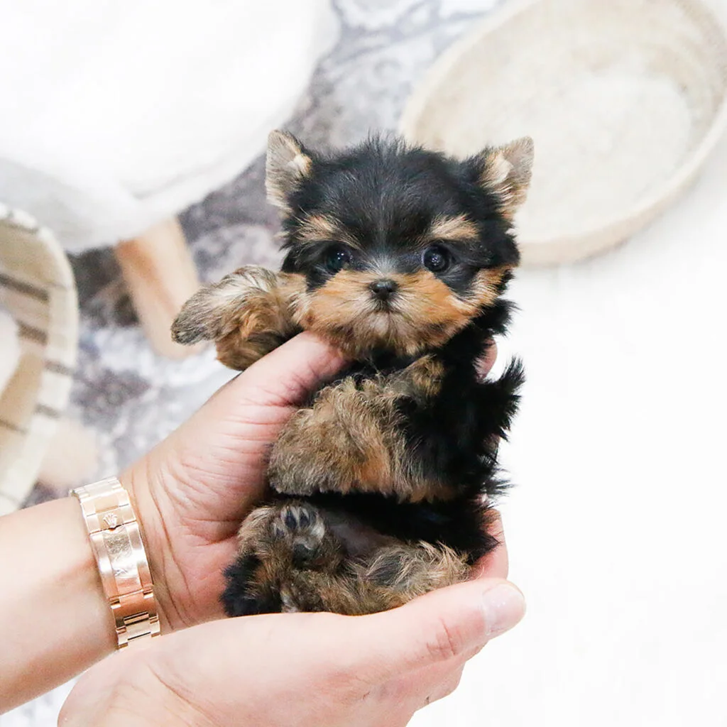 Teacup yorkie puppies for sale