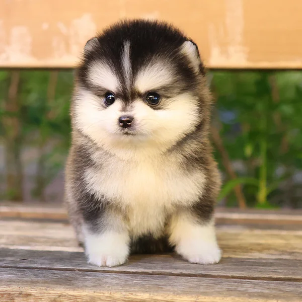 Teacup puppies for sale Teacup puppies for sale near me teacup puppy for sale Teacup puppies near me Affordable Puppies For Sale Puppies For Sale puppies for sale nearby puppies for sale cheap