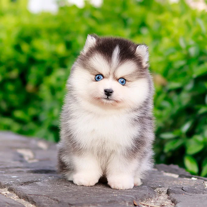 Teacup puppies for sale Teacup puppies for sale near me teacup puppy for sale Teacup puppies near me Affordable Puppies For Sale Puppies For Sale puppies for sale nearby puppies for sale cheap