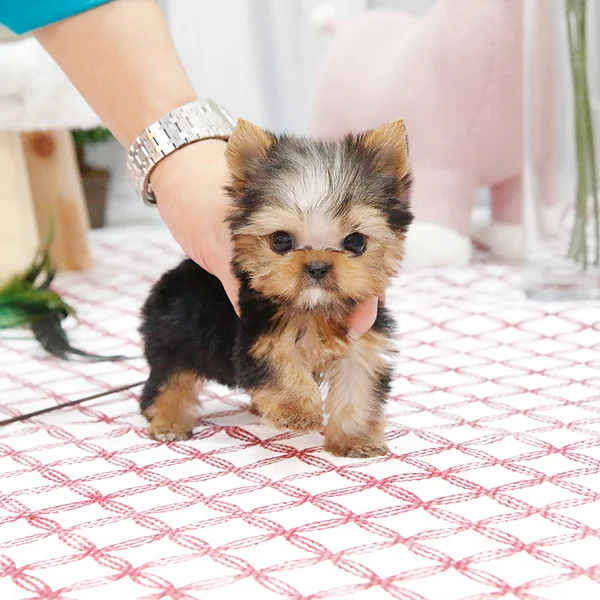 Teacup yorkie puppies for sale