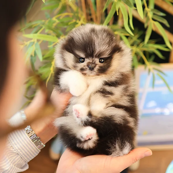 Teacup puppies for sale Teacup puppies for sale near me teacup puppy for sale Teacup puppies near me Affordable Puppies For Sale Puppies For Sale puppies for sale nearby puppies for sale cheap