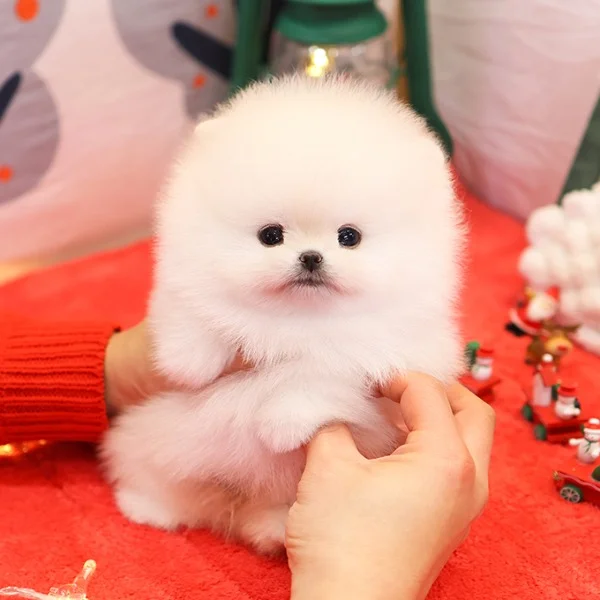 Teacup puppies for sale Teacup puppies for sale near me teacup puppy for sale Teacup puppies near me Affordable Puppies For Sale Puppies For Sale puppies for sale nearby puppies for sale cheap