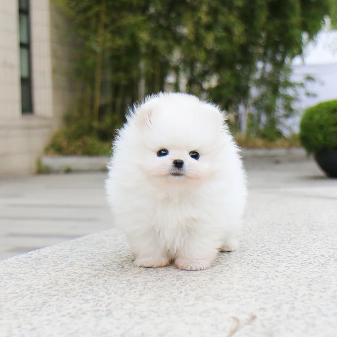 Teacup puppies for sale Teacup puppies for sale near me teacup puppy for sale Teacup puppies near me Affordable Puppies For Sale Puppies For Sale puppies for sale nearby puppies for sale cheap