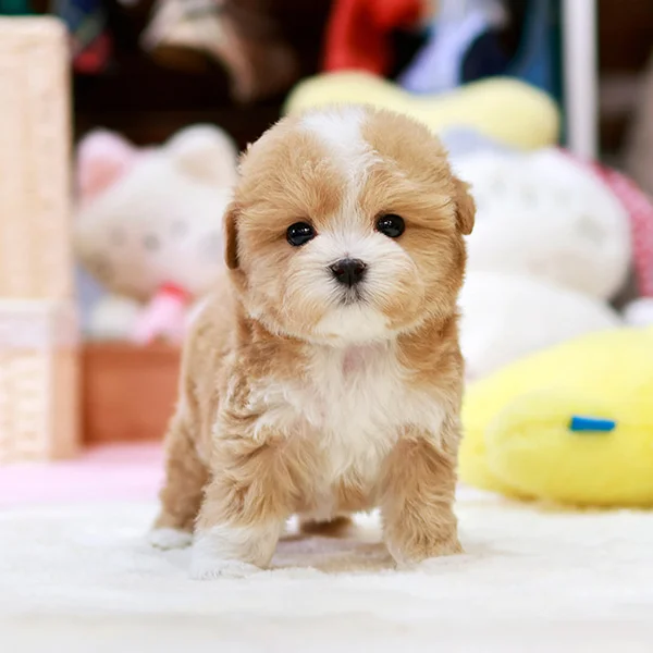 Teacup Maltipoo puppies for sale