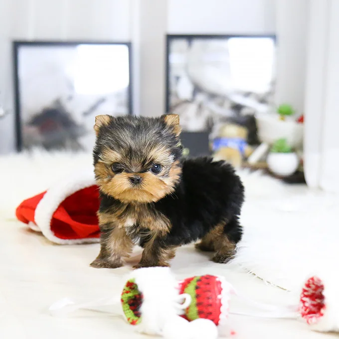 Teacup yorkie puppies for sale