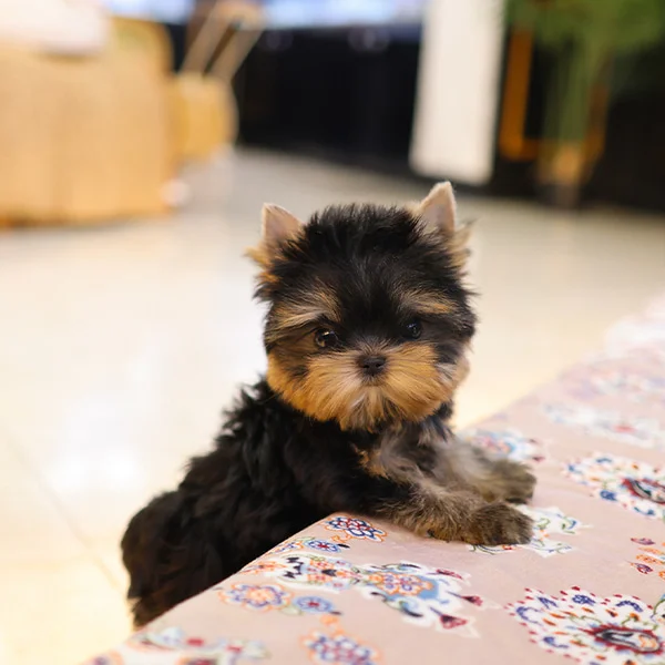 Teacup yorkie puppies for sale