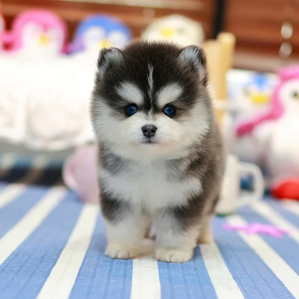 Teacup puppies for sale Teacup puppies for sale near me teacup puppy for sale Teacup puppies near me Affordable Puppies For Sale Puppies For Sale puppies for sale nearby puppies for sale cheap