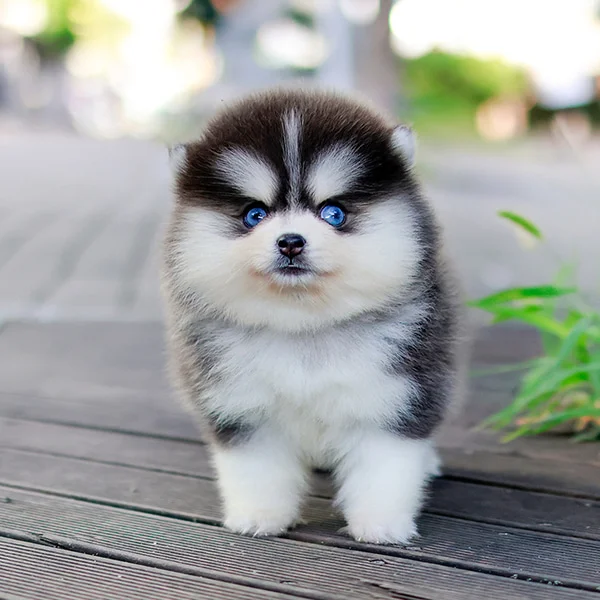 Teacup puppies for sale Teacup puppies for sale near me teacup puppy for sale Teacup puppies near me Affordable Puppies For Sale Puppies For Sale puppies for sale nearby puppies for sale cheapTeacup puppies for sale Teacup puppies for sale near me teacup puppy for sale Teacup puppies near me Affordable Puppies For Sale Puppies For Sale puppies for sale nearby puppies for sale cheap