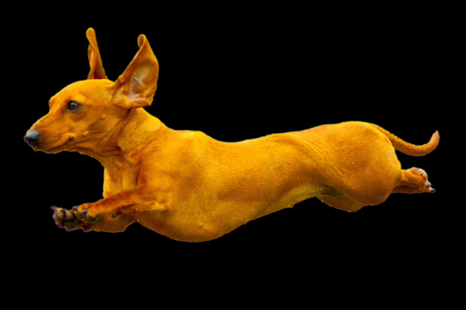 Teacup puppies for sale Teacup puppies for sale near me teacup puppy for sale Teacup puppies near me Affordable Puppies For Sale Puppies For Sale puppies for sale nearby puppies for sale cheap