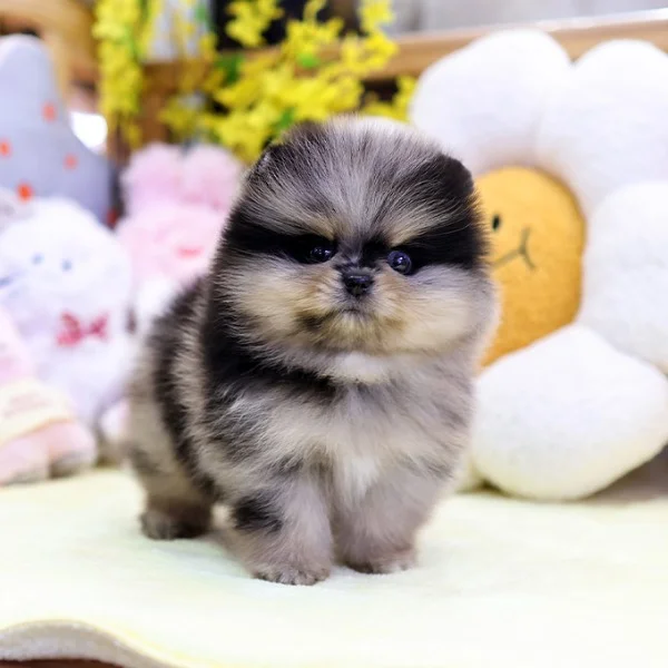 Teacup puppies for sale Teacup puppies for sale near me teacup puppy for sale Teacup puppies near me Affordable Puppies For Sale Puppies For Sale puppies for sale nearby puppies for sale cheap