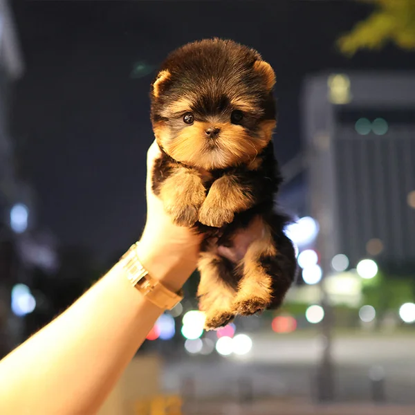 Teacup yorkie puppies for sale