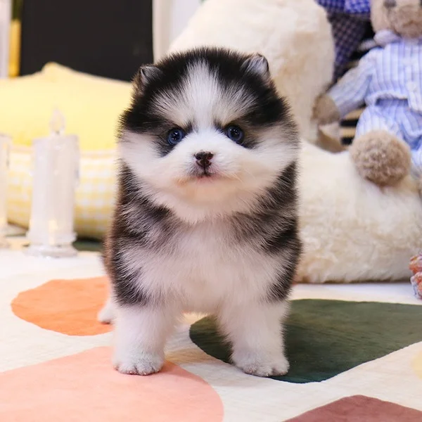 Teacup puppies for sale Teacup puppies for sale near me teacup puppy for sale Teacup puppies near me Affordable Puppies For Sale Puppies For Sale puppies for sale nearby puppies for sale cheap