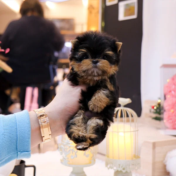 Teacup puppies for sale Teacup puppies for sale near me teacup puppy for sale Teacup puppies near me Affordable Puppies For Sale Puppies For Sale puppies for sale nearby puppies for sale cheap