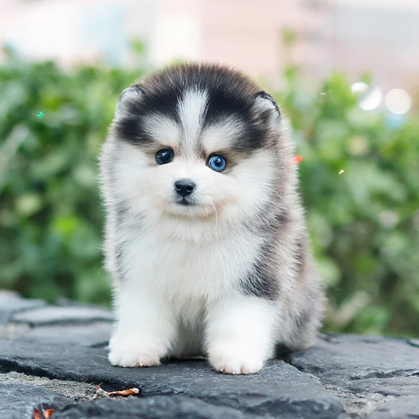 Teacup puppies for sale Teacup puppies for sale near me teacup puppy for sale Teacup puppies near me Affordable Puppies For Sale Puppies For Sale puppies for sale nearby puppies for sale cheap