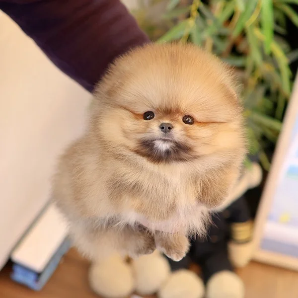 Teacup puppies for sale Teacup puppies for sale near me teacup puppy for sale Teacup puppies near me Affordable Puppies For Sale Puppies For Sale puppies for sale nearby puppies for sale cheap