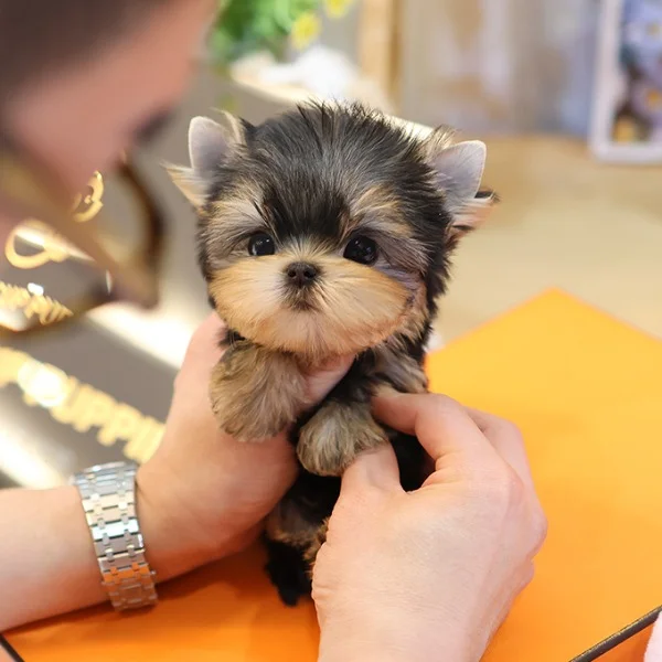 Teacup puppies for sale Teacup puppies for sale near me teacup puppy for sale Teacup puppies near me Affordable Puppies For Sale Puppies For Sale puppies for sale nearby puppies for sale cheap