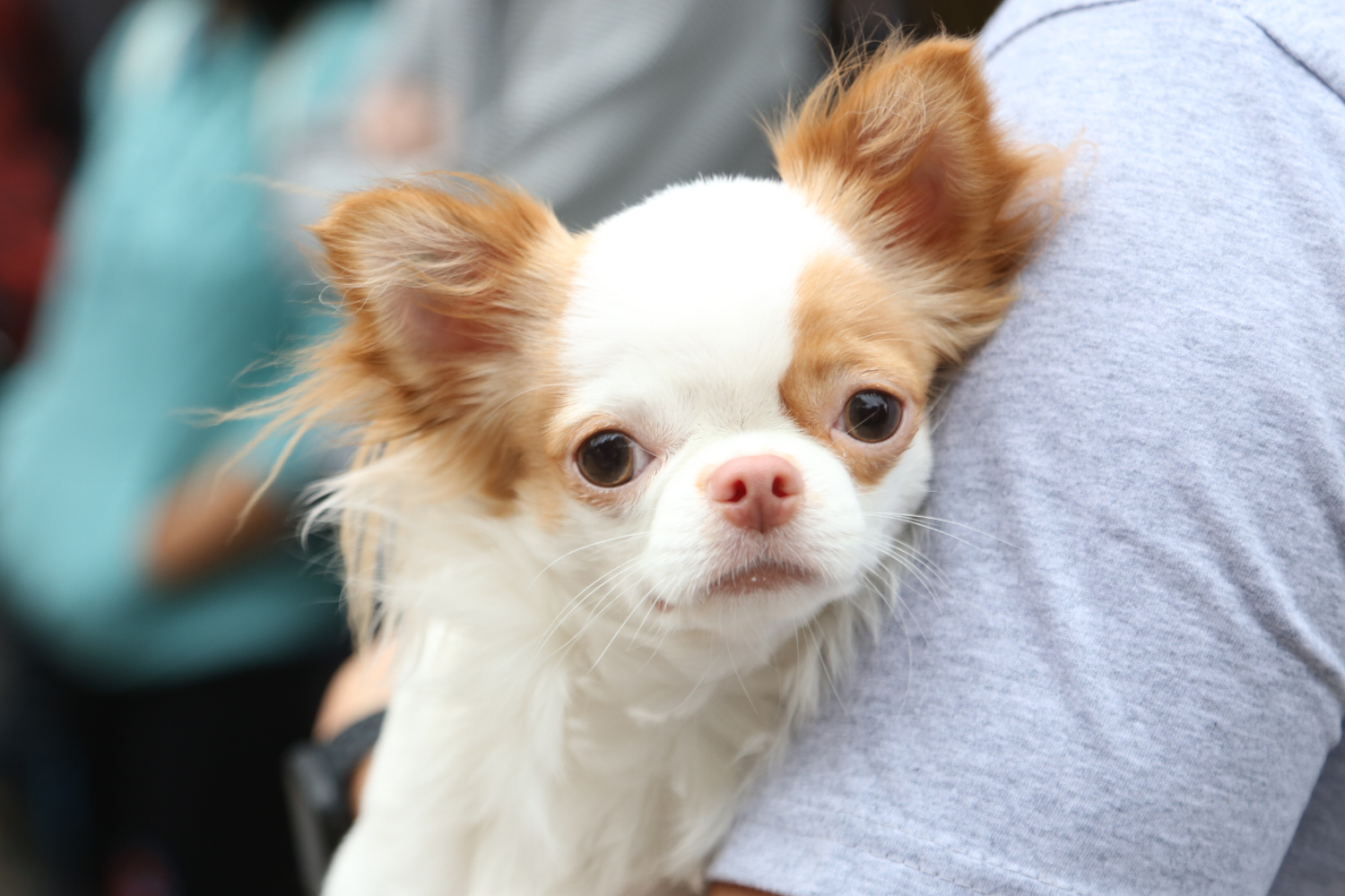 Teacup puppies for sale Teacup puppies for sale near me teacup puppy for sale Teacup puppies near me Affordable Puppies For Sale Puppies For Sale puppies for sale nearby puppies for sale cheap