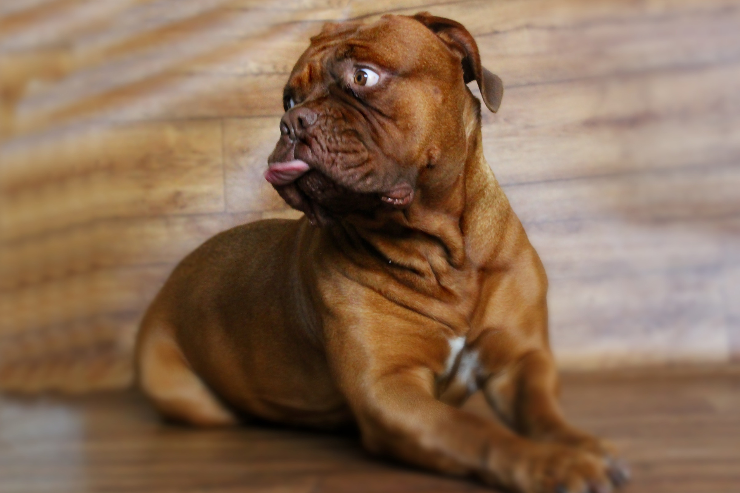 Teacup puppies for sale Teacup puppies for sale near me teacup puppy for sale Teacup puppies near me Affordable Puppies For Sale Puppies For Sale puppies for sale nearby puppies for sale cheap