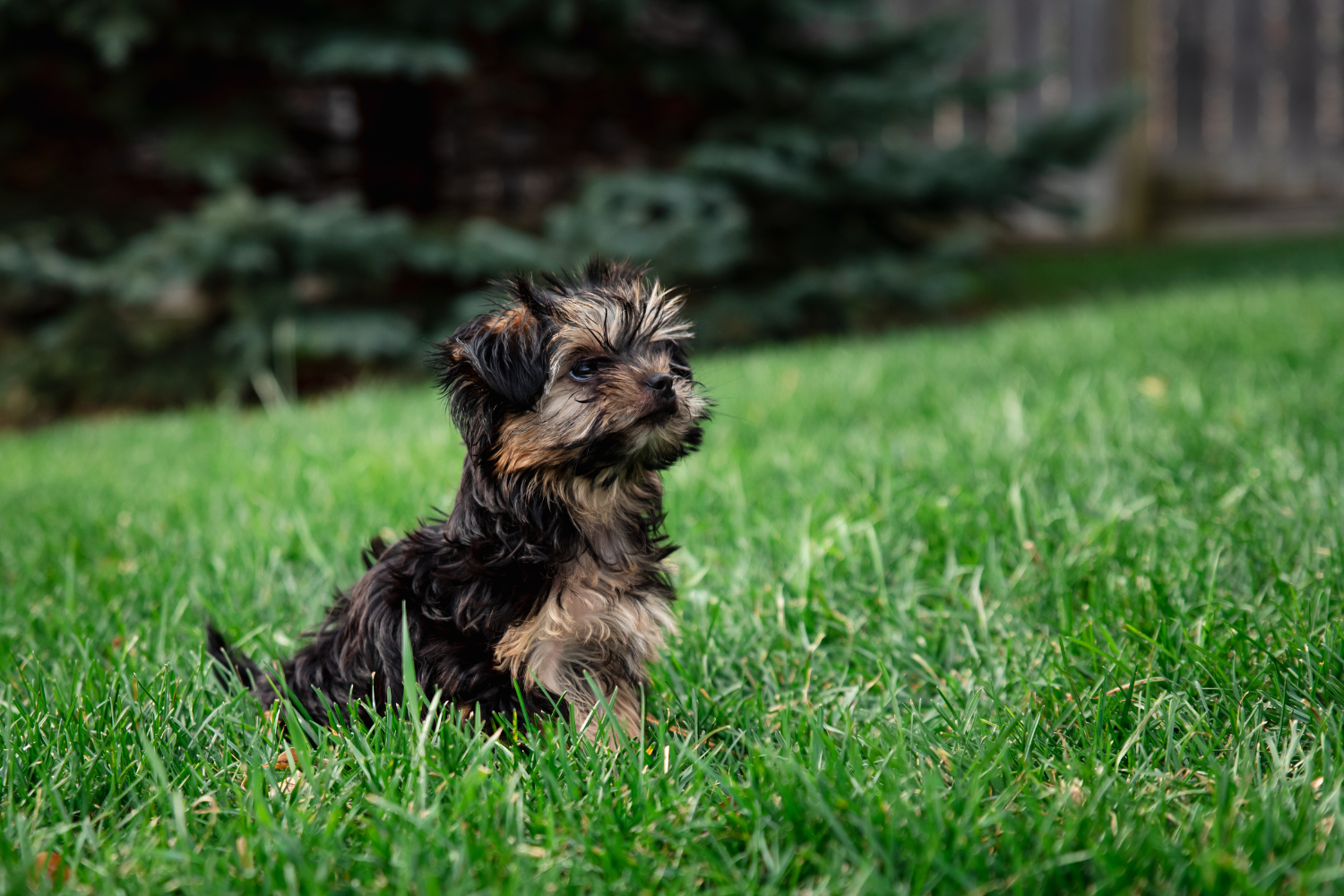 Teacup puppies for sale Teacup puppies for sale near me teacup puppy for sale Teacup puppies near me Affordable Puppies For Sale Puppies For Sale puppies for sale nearby puppies for sale cheap