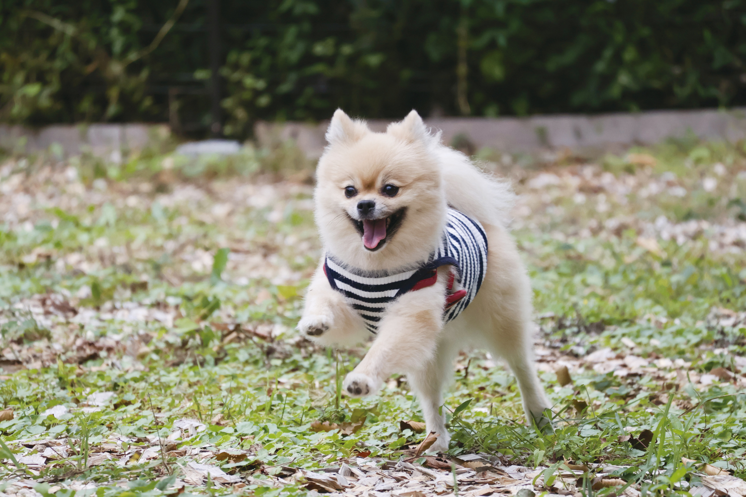 Teacup puppies for sale Teacup puppies for sale near me teacup puppy for sale Teacup puppies near me Affordable Puppies For Sale Puppies For Sale puppies for sale nearby puppies for sale cheap