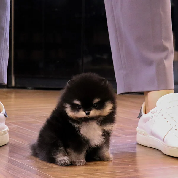 Teacup puppies for sale Teacup puppies for sale near me teacup puppy for sale Teacup puppies near me Affordable Puppies For Sale Puppies For Sale puppies for sale nearby puppies for sale cheap