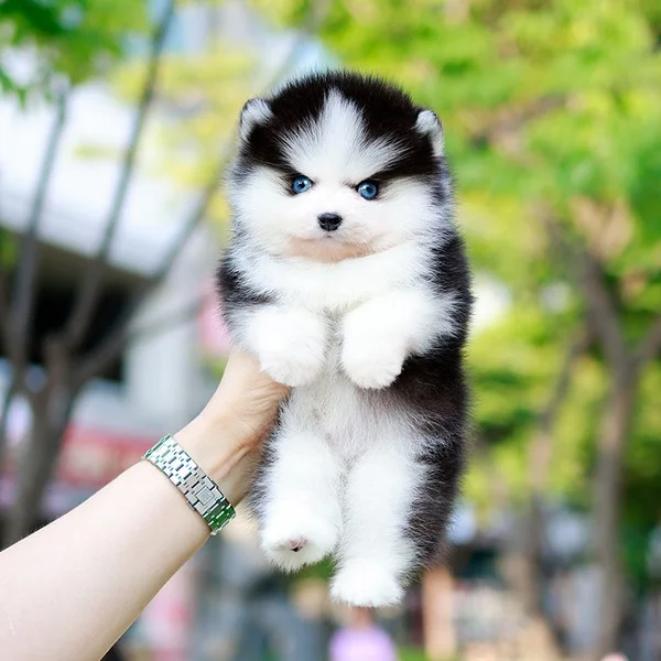 Teacup puppies for sale Teacup puppies for sale near me teacup puppy for sale Teacup puppies near me Affordable Puppies For Sale Puppies For Sale puppies for sale nearby puppies for sale cheap