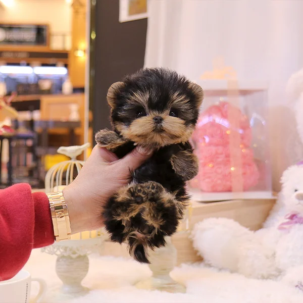 Teacup puppies for sale Teacup puppies for sale near me teacup puppy for sale Teacup puppies near me Affordable Puppies For Sale Puppies For Sale puppies for sale nearby puppies for sale cheap