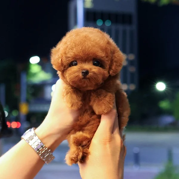 Teacup poodle puppies for sale
