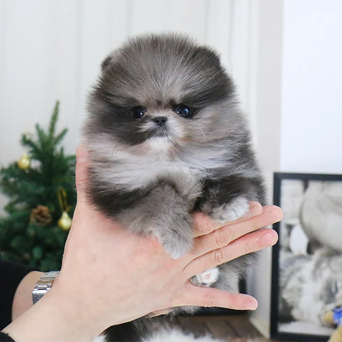 Teacup puppies for sale Teacup puppies for sale near me teacup puppy for sale Teacup puppies near me Affordable Puppies For Sale Puppies For Sale puppies for sale nearby puppies for sale cheap