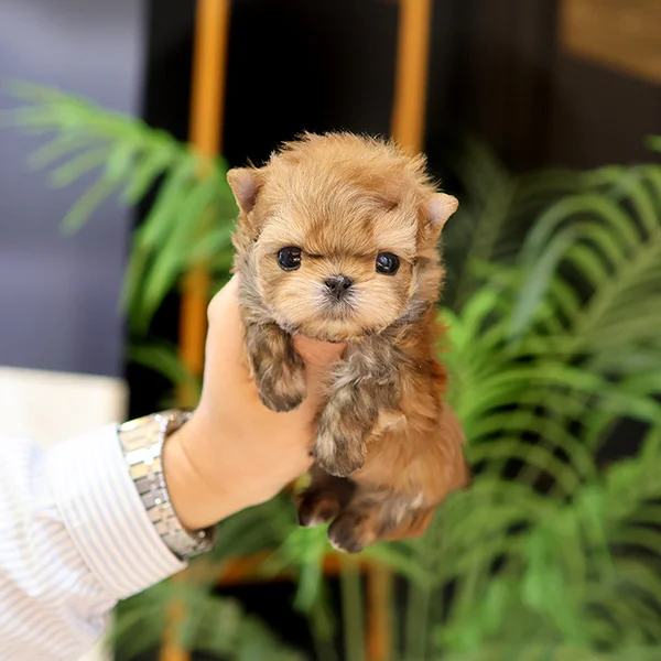 Teacup puppies for sale Teacup puppies for sale near me teacup puppy for sale Teacup puppies near me Affordable Puppies For Sale Puppies For Sale puppies for sale nearby puppies for sale cheap
