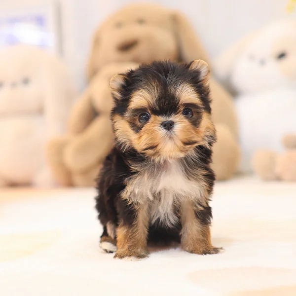 Teacup puppies for sale Teacup puppies for sale near me teacup puppy for sale Teacup puppies near me Affordable Puppies For Sale Puppies For Sale puppies for sale nearby puppies for sale cheap