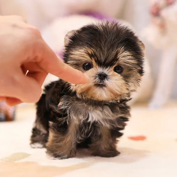 Teacup puppies for sale Teacup puppies for sale near me teacup puppy for sale Teacup puppies near me Affordable Puppies For Sale Puppies For Sale puppies for sale nearby puppies for sale cheap