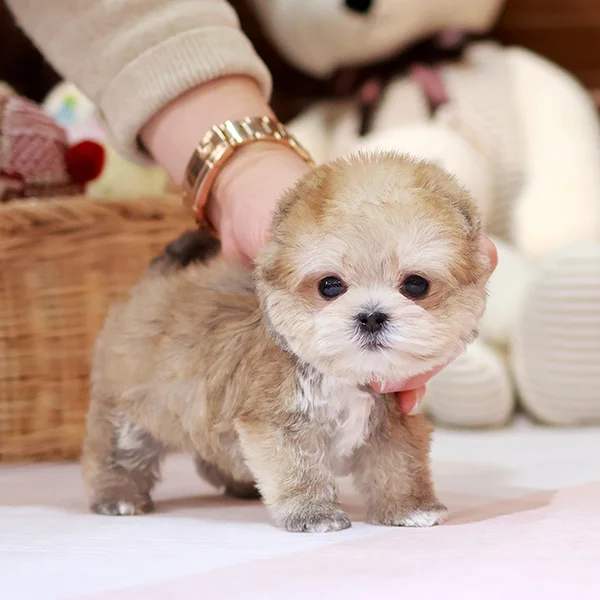 Teacup puppies for sale Teacup puppies for sale near me teacup puppy for sale Teacup puppies near me Affordable Puppies For Sale Puppies For Sale puppies for sale nearby puppies for sale cheap