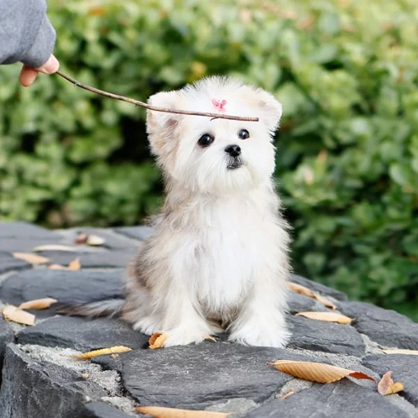 Teacup puppies for sale Teacup puppies for sale near me teacup puppy for sale Teacup puppies near me Affordable Puppies For Sale Puppies For Sale puppies for sale nearby puppies for sale cheap