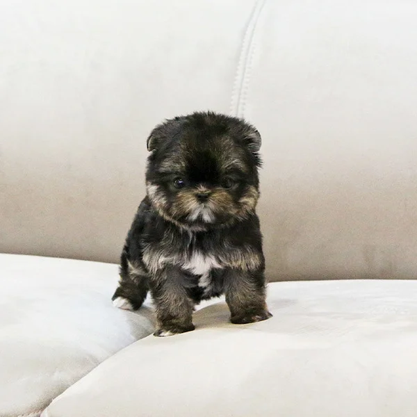 Teacup puppies for sale Teacup puppies for sale near me teacup puppy for sale Teacup puppies near me Affordable Puppies For Sale Puppies For Sale puppies for sale nearby puppies for sale cheap