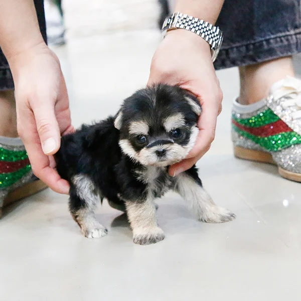 Teacup puppies for sale Teacup puppies for sale near me teacup puppy for sale Teacup puppies near me Affordable Puppies For Sale Puppies For Sale puppies for sale nearby puppies for sale cheap