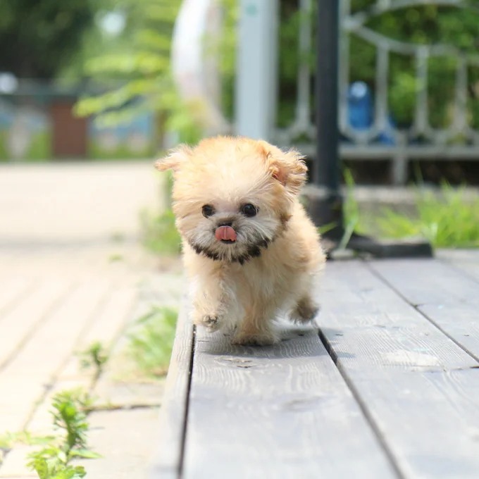 Teacup puppies for sale Teacup puppies for sale near me teacup puppy for sale Teacup puppies near me Affordable Puppies For Sale Puppies For Sale puppies for sale nearby puppies for sale cheap