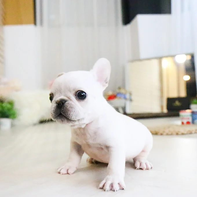 Teacup puppies for sale Teacup puppies for sale near me teacup puppy for sale Teacup puppies near me Affordable Puppies For Sale Puppies For Sale puppies for sale nearby puppies for sale cheap