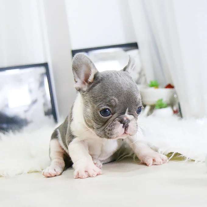Teacup puppies for sale Teacup puppies for sale near me teacup puppy for sale Teacup puppies near me Affordable Puppies For Sale Puppies For Sale puppies for sale nearby puppies for sale cheap