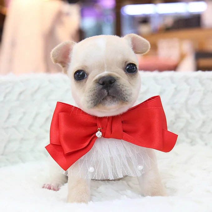 Teacup puppies for sale Teacup puppies for sale near me teacup puppy for sale Teacup puppies near me Affordable Puppies For Sale Puppies For Sale puppies for sale nearby puppies for sale cheap