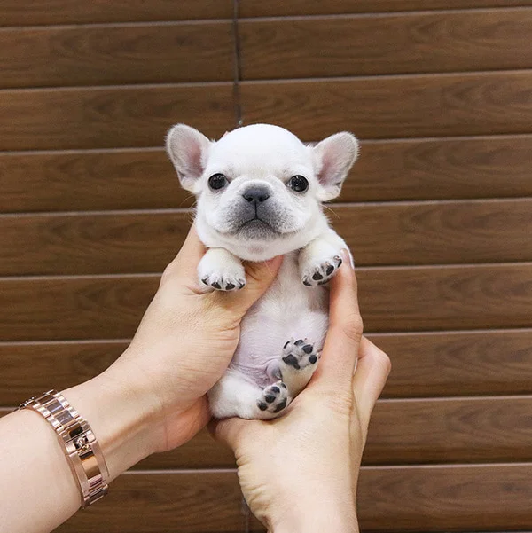 Teacup puppies for sale Teacup puppies for sale near me teacup puppy for sale Teacup puppies near me Affordable Puppies For Sale Puppies For Sale puppies for sale nearby puppies for sale cheap