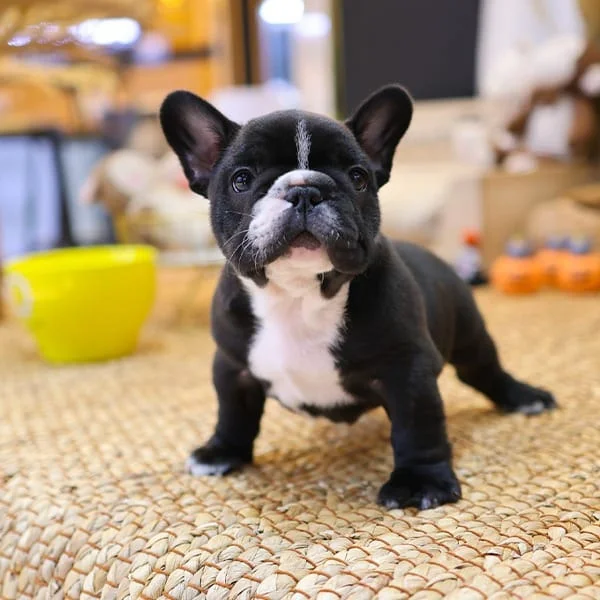 French Bulldog Puppies for Sale in Sacramento-Teacup puppies for sale Teacup puppies for sale near me teacup puppy for sale Teacup puppies near me Affordable Puppies For Sale Puppies For Sale puppies for sale nearby puppies for sale cheap