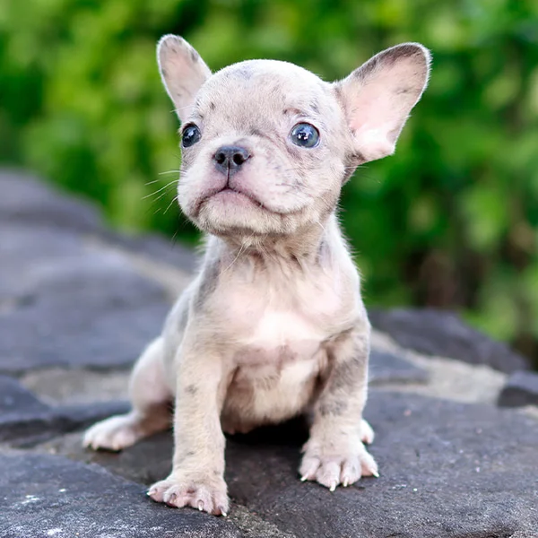 Teacup puppies for sale Teacup puppies for sale near me teacup puppy for sale Teacup puppies near me Affordable Puppies For Sale Puppies For Sale puppies for sale nearby puppies for sale cheap