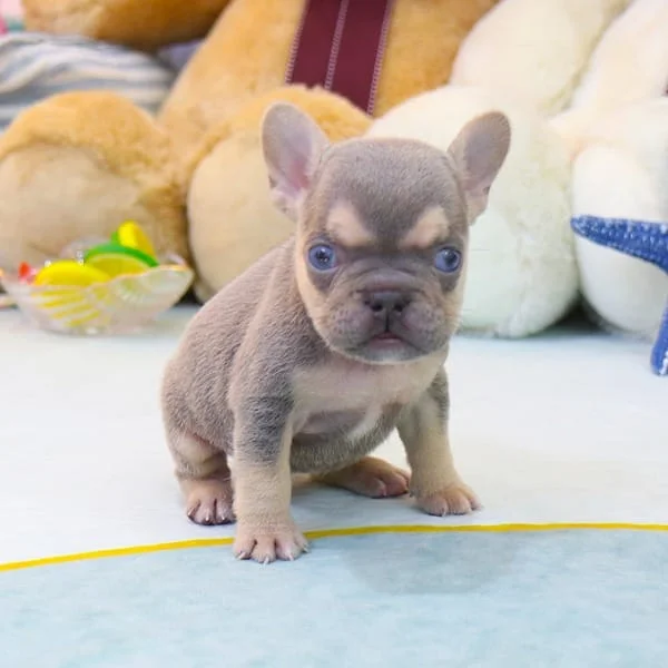 Teacup puppies for sale Teacup puppies for sale near me teacup puppy for sale Teacup puppies near me Affordable Puppies For Sale Puppies For Sale puppies for sale nearby puppies for sale cheap