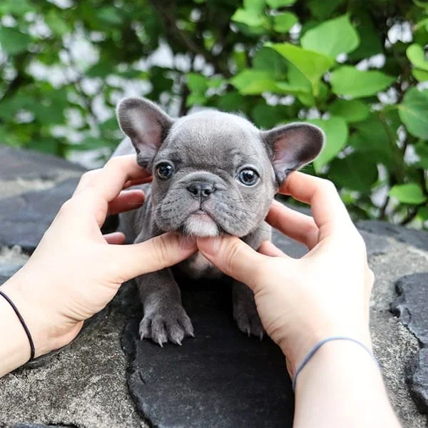 Teacup puppies for sale Teacup puppies for sale near me teacup puppy for sale Teacup puppies near me Affordable Puppies For Sale Puppies For Sale puppies for sale nearby puppies for sale cheap