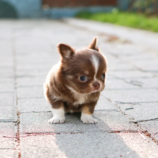 Teacup puppies for sale Teacup puppies for sale near me teacup puppy for sale Teacup puppies near me Affordable Puppies For Sale Puppies For Sale puppies for sale nearby puppies for sale cheap