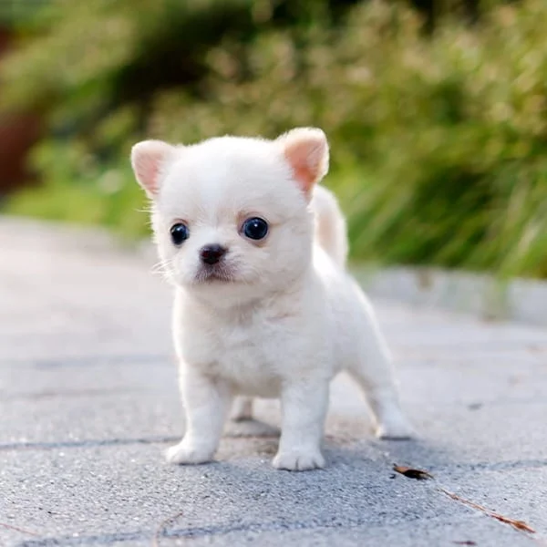 Teacup puppies for sale Teacup puppies for sale near me teacup puppy for sale Teacup puppies near me Affordable Puppies For Sale Puppies For Sale puppies for sale nearby puppies for sale cheap